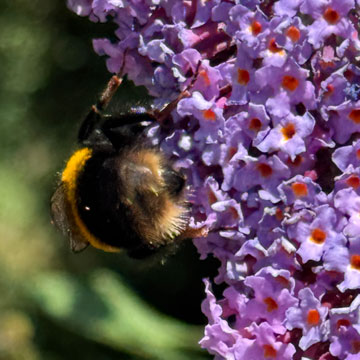 bee on flower