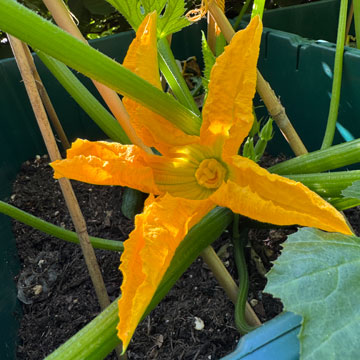 courgette