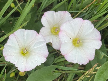 convolvulus