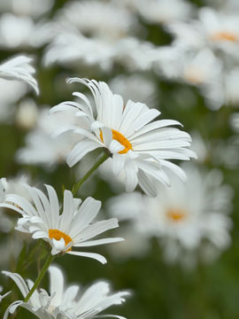 daisies
