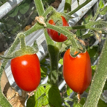 tomatoes