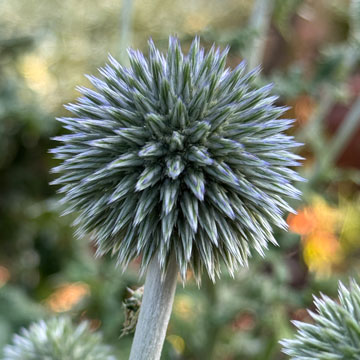 echinops