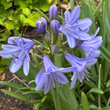African lily
