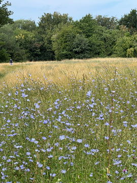 meadow