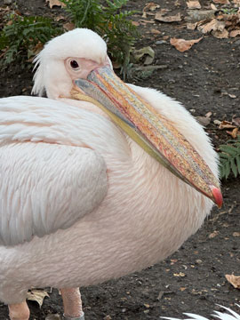 pelican