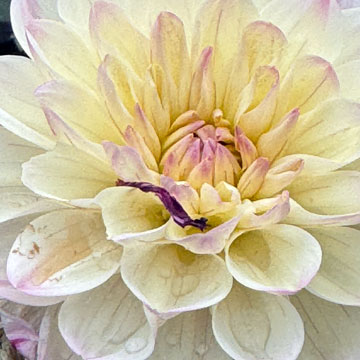 dahlia