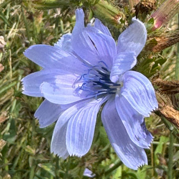 chicory