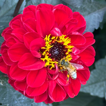 bee on flower