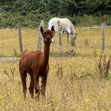 alpaca