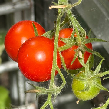 tomatoes