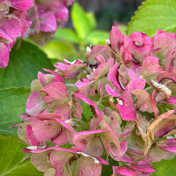 hydrangea