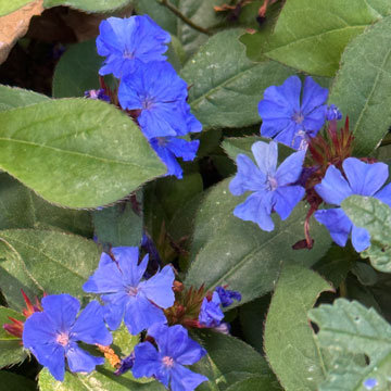 blue flowers