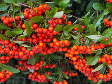 pyracantha