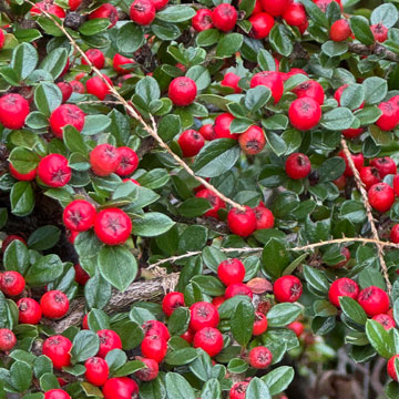 cotoneaster