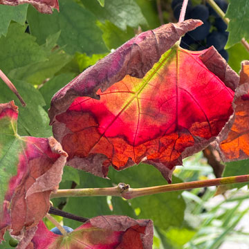 grape leaves