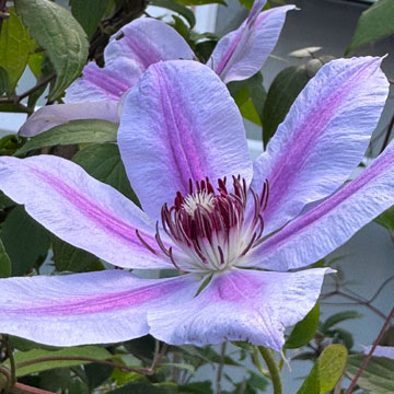 clematis