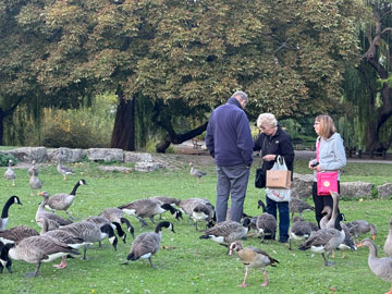 geese feeding