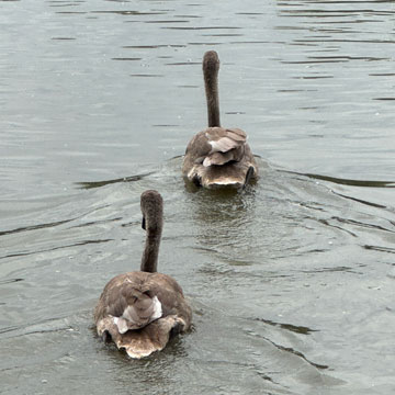 cygnets