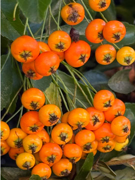 pyracantha berries