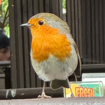 robin