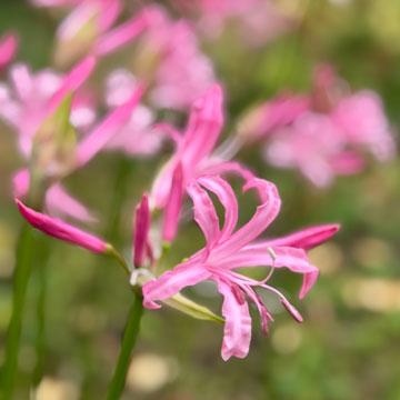 nerine