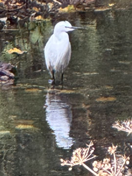 egret