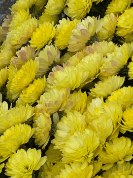 chrysanthamum