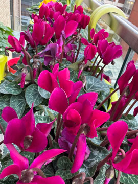 cyclamen