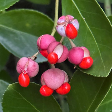 euonymus