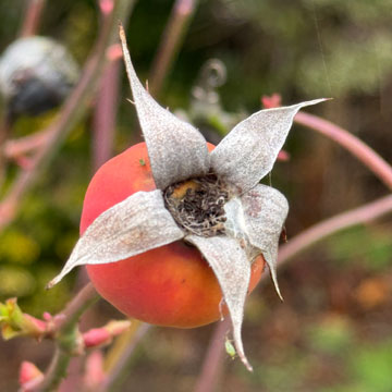 rose hip
