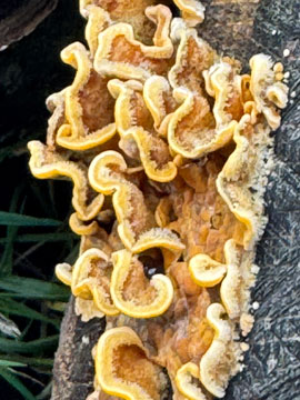 fungus