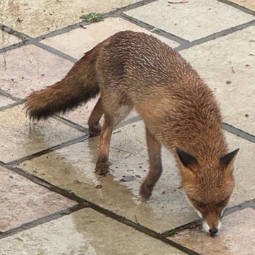 fox