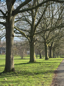 tree avenue