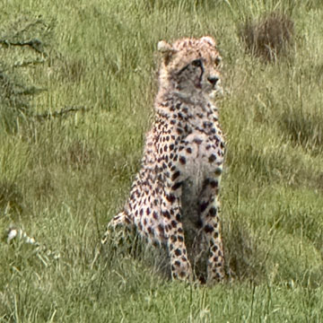 Cheetah