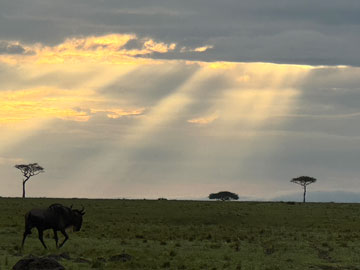 wildebeest