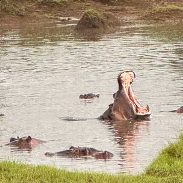 hippo