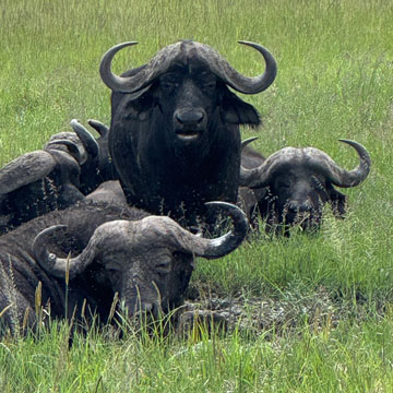 buffalo