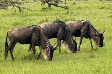 wildebeest