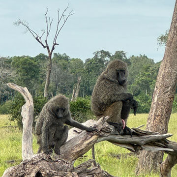 baboons