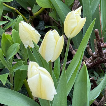 tulips