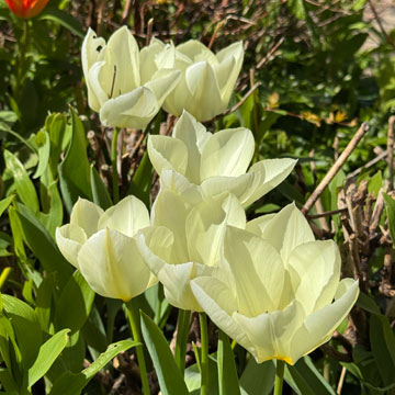 tulips