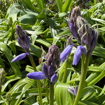 bluebells