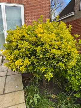 before pic of euonymus