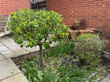 after pic of euonymus