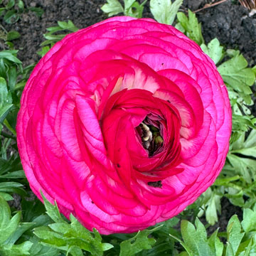 ranunculus