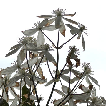 clematis
