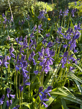 bluebells