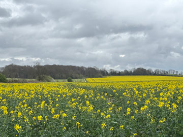 oilseed rape