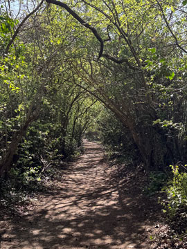 woodland path
