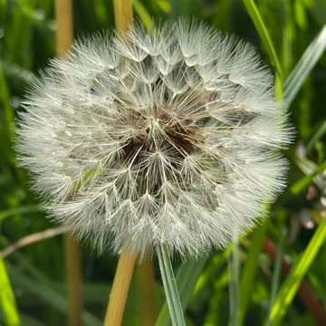 dandelion
